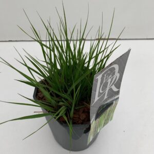 Molinia caerulea Molinia 'Moorhexe'
(6 Plants/Order)(17cmP 30cmH)