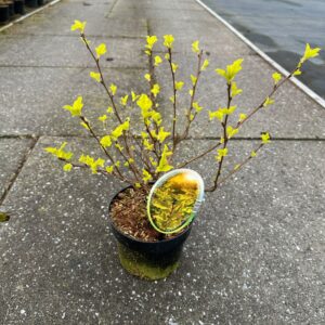 Physocarpus opulifolius Darts Gol Physocarpus opulifolius 'Dart's Gold'
(1 Plants/Order)(17cmP 30cmH)