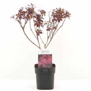 Cotinus Royal Purple Cotinus cog. Royal Purple
(6 Plants/Order)(17cmP 25cmH)