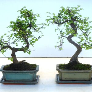 Bonsai Zelkova parvifolia, 20cm., shape, with driptray
(6 Plants/Order)(20cmP 35cmH)