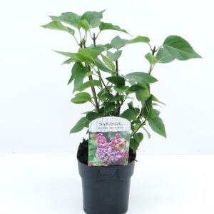Syringa Michel Buchner Syringa vulg. Michel Buchner
(6 Plants/Order)(17cmP 45cmH)