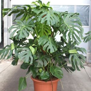 Monstera deliciosa Monstera deliciosa
(1 Plants/Order)(55cmP 170cmH)
