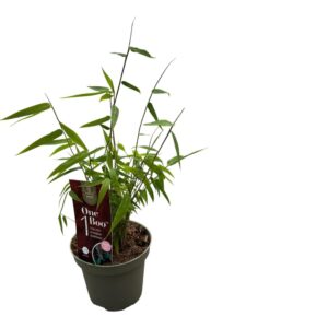 Fargesia Jiuzhaigou 1 Fargesia One Boo™ Red P10
(9 Plants/Order)(10cmP 20cmH)