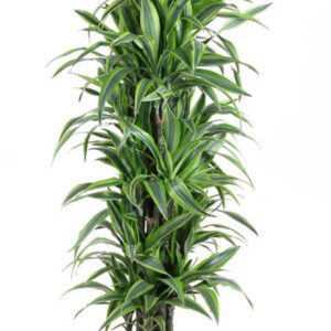 Dracaena Lemon Lime Dracaena Lemon Lime busch P34
(1 Plants/Order)(34cmP 170cmH)