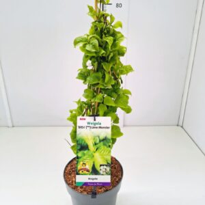 Weigela other Weigela fl. 'Lime Monster' 50-60C5
(1 Plants/Order)(23cmP 70cmH)