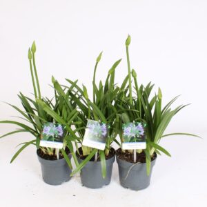 Agapanthus Charlotte Agapanthus Charlotte blauw. Pot 12 cm knoppen boven gewas
(8 Plants/Order)(12cmP 50cmH)