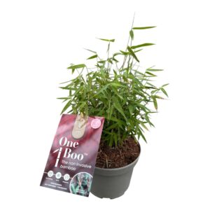 Fargesia Jiuzhaigou 1 Fargesia One Boo™ Red P17
(6 Plants/Order)(17cmP 30cmH)
