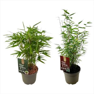 Fargesia Jiuzhaigou 1 Fargesia One Boo™ mixlaag P17
(6 Plants/Order)(17cmP 40cmH)