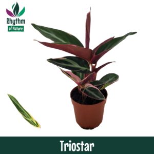 Calathea Blue Grass Calathea 7cm Triostar (Stromanthe)
(16 Plants/Order)(7cmP 15cmH)