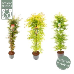 Acer palmatum Acer palm. 'Mix' zuil
(1 Plants/Order)(30cmP 160cmH)