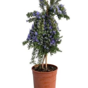 Rosmarinus Prostratus Rosmarinus prostratus "OP STAM"
(1 Plants/Order)(18cmP 70cmH)