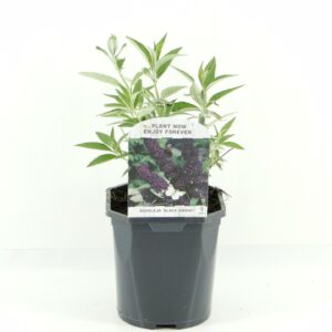 Buddleja Black Knight Buddleja dav. Black Knight
(6 Plants/Order)(17cmP 45cmH)