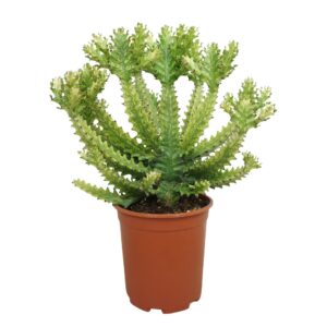 Euphorbia Euphorbia mayurnathanii variegata 27 cm
(1 Plants/Order)(27cmP 80cmH)