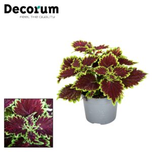 Coleus Main Street Bourbon Street Coleus Bourbon Street Decorum
(6 Plants/Order)(13cmP 20cmH)