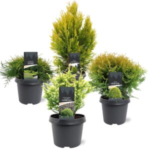 conifers conifers other mixlaag C3 dark yellow (mix kan afwijken From foto)
(3 Plants/Order)(19cmP 40cmH)