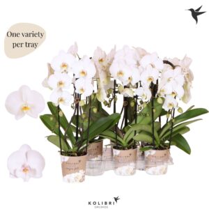 Phalaenopsis Elegant Cascade Kolibri Orchids Phalaenopsis Cascade Niagara Fall white 2 spike
(6 Plants/Order)(12cmP 45cmH)
