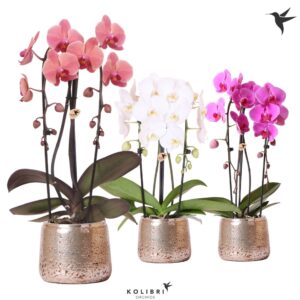 Phalaenopsis Elegant Cascade Kolibri Orchids Phalaenopsis Cascade Niagara Fall mix 2 spike in Luxury Pot silv
(4 Plants/Order)(12cmP 50cmH)