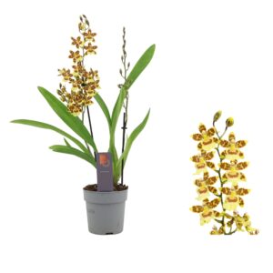 Cambria Pacific Sunset Inca Cambria Pacific Sunset 2 spike
(10 Plants/Order)(12cmP 40cmH)