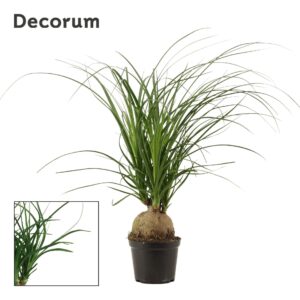 Nolina recurvata Beaucarnea ball 12 cm (Decorum)
(10 Plants/Order)(12cmP 30cmH)
