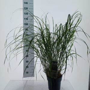 Miscanthus sinensis Miscanthus sin. 'Herman Mussel'
(1 Plants/Order)(23cmP 90cmH)