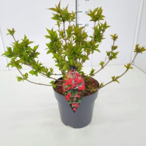 Weigela other Weigela 'All Summer Red' C5
(1 Plants/Order)(23cmP 50cmH)