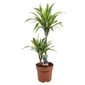 Dracaena Lemon Lime Dracaena Lemon Lime 45-15
(1 Plants/Order)(21cmP 85cmH)