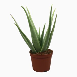 Aloe vera Aloë vera 21 cm
(3 Plants/Order)(21cmP 65cmH)