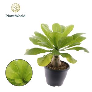 Hawaiian Palm Birghamia Brighamia insignis 'Hawaii Palm'
(4 Plants/Order)(21cmP 45cmH)