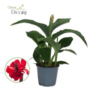 Canna Cannova Red Shades Canna Cannova Red Shades / Scarlet met Flower
(8 Plants/Order)(14cmP 40cmH)