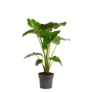 Alocasia Portodora Alocasia Portodora 32cm
(1 Plants/Order)(32cmP 140cmH)
