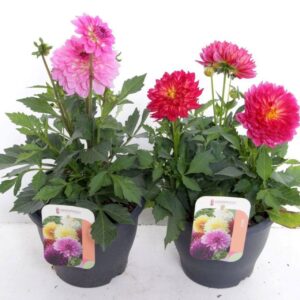 Dahlia Dalina Maxi mix
(1 Plants/Order)(23cmP 40cmH)