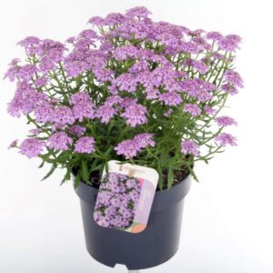 Iberis Iberis x hybrida Mermaid Lavender
(6 Plants/Order)(17cmP 35cmH)