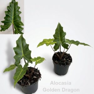 Alocasia Golden Dragon 14cm
(8 Plants/Order)(14cmP 30cmH)