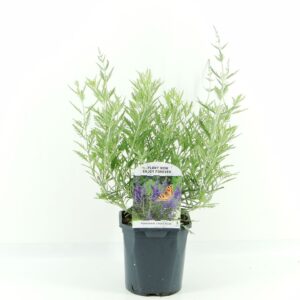Perovskia Lacey Blue atr.
(6 Plants/Order)(17cmP 50cmH)