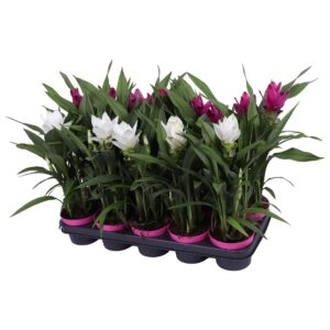Curcuma Curcuma 12cm - mix 2 Colours
(10 Plants/Order)(12cmP 55cmH)