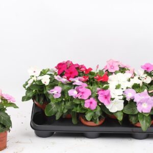 Catharanthus F1 Titan mixed
(12 Plants/Order)(10.5cmP 20cmH)