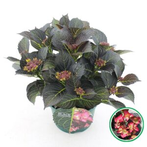 Hydrangea Black Diamonds Dark Angel teller red C5 (23cm.) Kn.
(1 Plants/Order)(23cmP 45cmH)