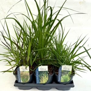 Panicum virgatum Panicum mix V2
(6 Plants/Order)(17cmP 20cmH)