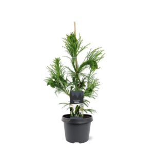 Cryptomeria Cristata japonica
(1 Plants/Order)(19cmP 50cmH)