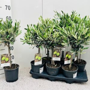 Olea europaea on stem
(6 Plants/Order)(15cmP 55cmH)