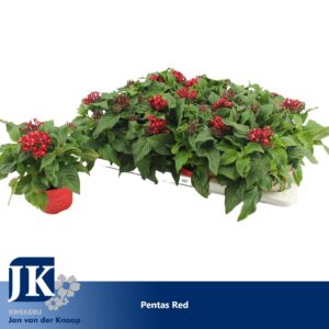 Pentas Graffiti Lipstick Red
(12 Plants/Order)(12cmP 22cmH)