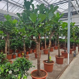 Ficus lyrata
(1 Plants/Order)(60cmP 280cmH)
