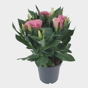 Eustoma Bolero Pink Lisianthus Bolero Pink 10.5cm
(10 Plants/Order)(10.5cmP 28cmH)
