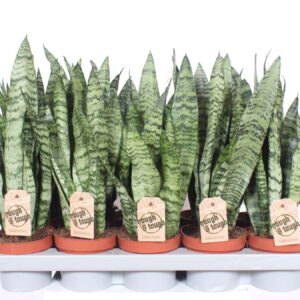 Sansevieria zeylanica Sansevieria zeylanica
(10 Plants/Order)(12cmP 40cmH)