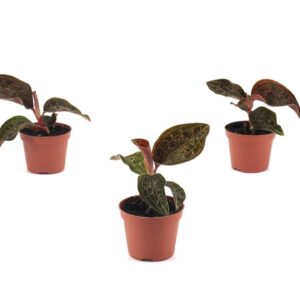 other plants Anaectochilus Chapanensis
(12 Plants/Order)(6cmP 8cmH)