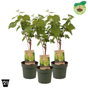 Vitis other white vinifera 'Himrod', P21 op stam (pitloos)
(1 Plants/Order)(21cmP 65cmH)
