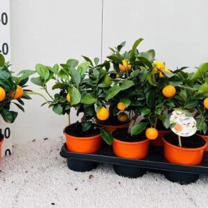 Citrofortunella x microcar Citrus Calamondin medi-bush (s3)
(6 Plants/Order)(14cmP 35cmH)