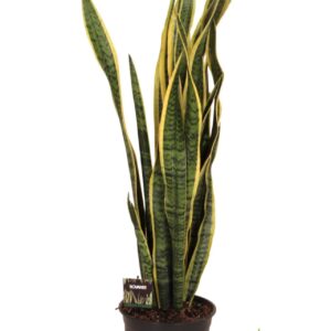 Sansevieria Laurentii Sansevieria trif. Laurentii
(1 Plants/Order)(24cmP 90cmH)