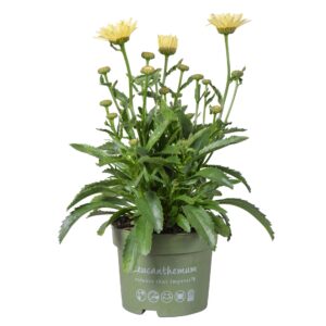 Leucanthemum Banana Cream Leucanthemum Banana Cream
(6 Plants/Order)(17cmP 35cmH)