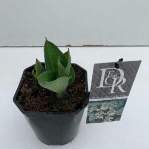 Hosta sieboldiana Elegans
(6 Plants/Order)(17cmP 30cmH)